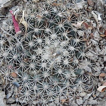 Mammillaria heyderi subsp. heyderi unspecified picture