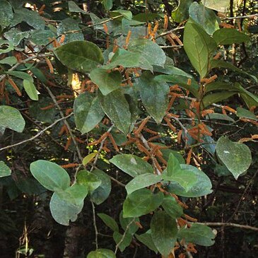 Scleropyrum pentandrum unspecified picture