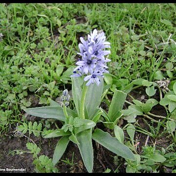 Hyacinthoides lingulata unspecified picture