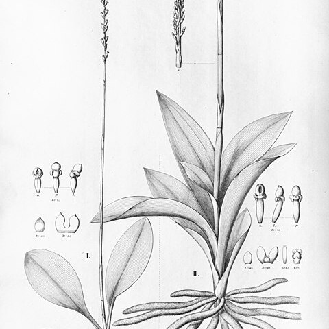 Prescottia plantaginea unspecified picture