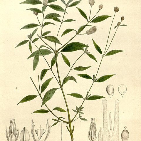 Alternanthera ramosissima unspecified picture