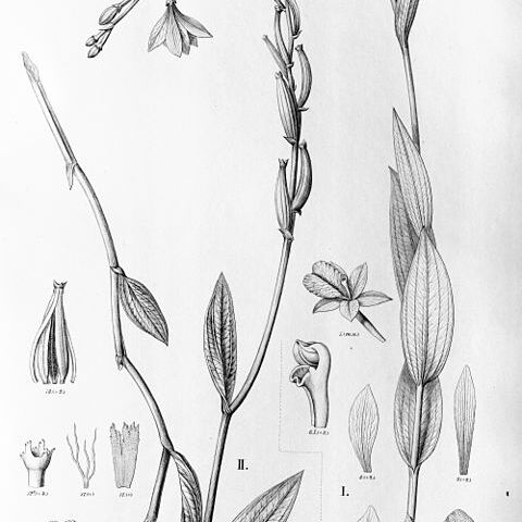 Epistephium laxiflorum unspecified picture