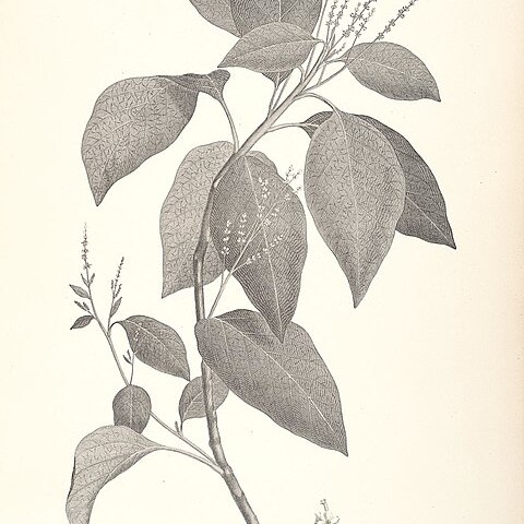 Deeringia arborescens unspecified picture