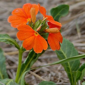 Crossandra mucronata unspecified picture