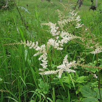 Astilbe thunbergii var. congesta unspecified picture