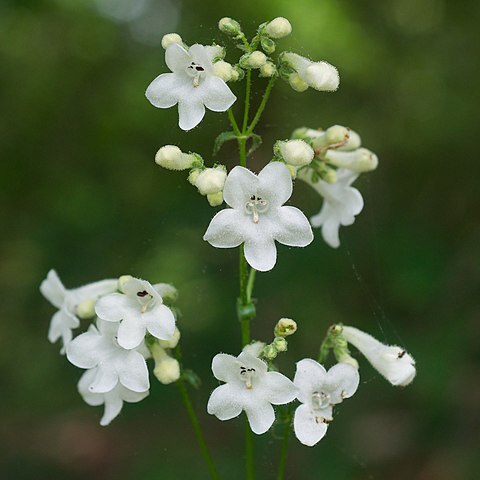 Penstemon tubiflorus unspecified picture