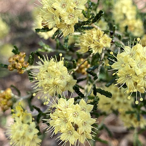 Phebalium glandulosum unspecified picture