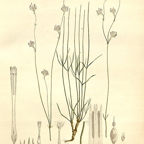 Xerosiphon angustiflorus unspecified picture