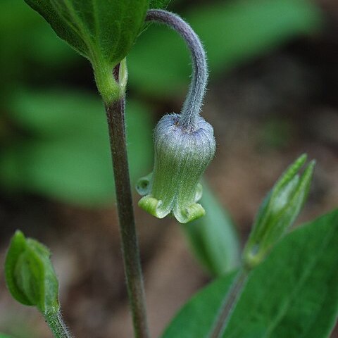 Clematis ochroleuca unspecified picture