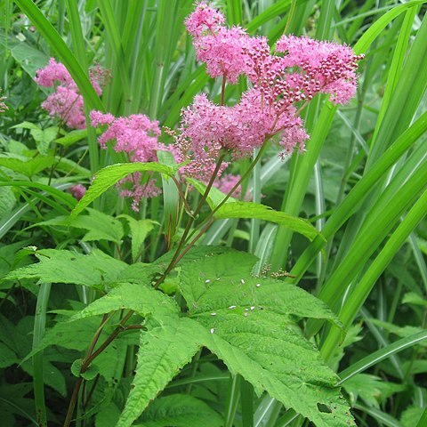 Filipendula auriculata unspecified picture