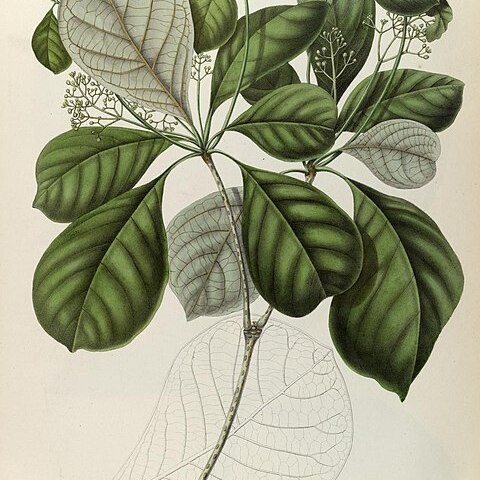 Dehaasia cuneata unspecified picture