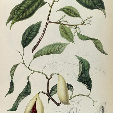 Myristica tubiflora unspecified picture