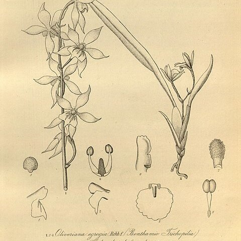 Oliveriana egregia unspecified picture