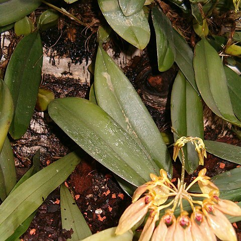 Bulbophyllum lepidum unspecified picture