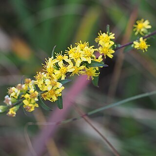 Solidago virgaurea subsp. asiatica unspecified picture