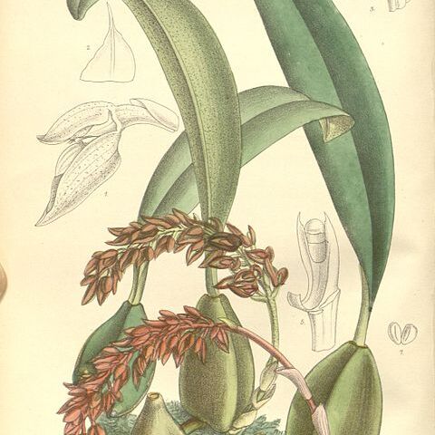 Bulbophyllum cupreum unspecified picture