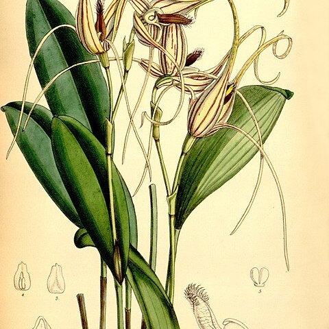 Pleurothallis glossopogon unspecified picture