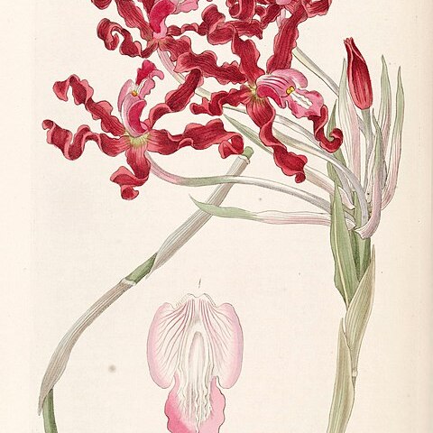 Laelia undulata unspecified picture