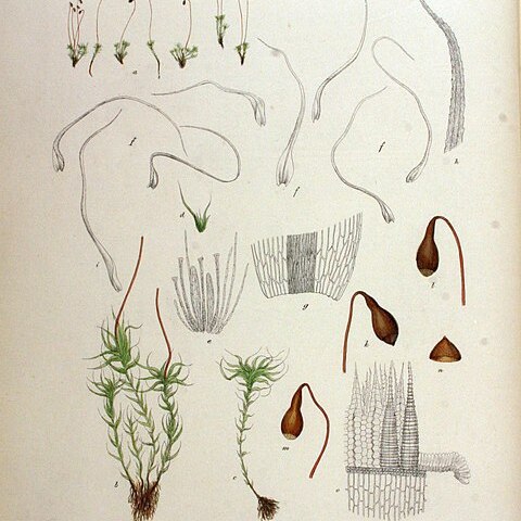 Leptobryum pyriforme unspecified picture