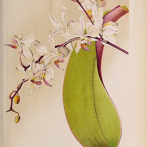 Phalaenopsis x rolfeana unspecified picture