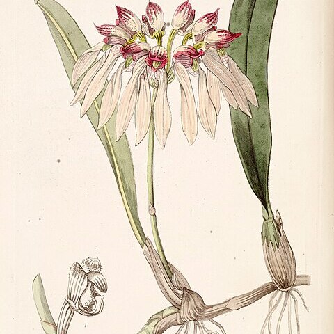 Bulbophyllum chinense unspecified picture