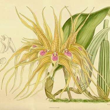 Bulbophyllum pahudii unspecified picture