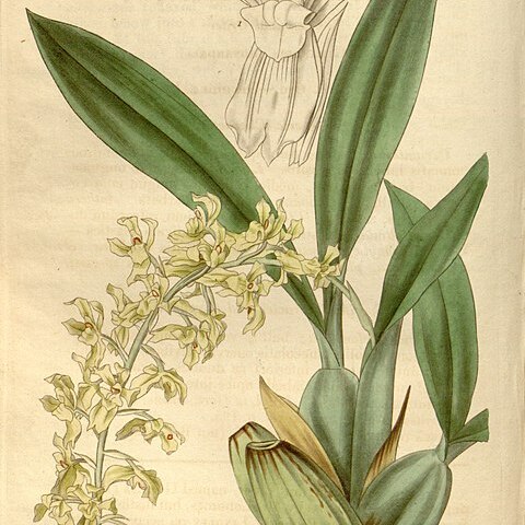 Gomesa planifolia unspecified picture