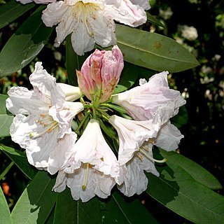 Rhododendron discolor unspecified picture