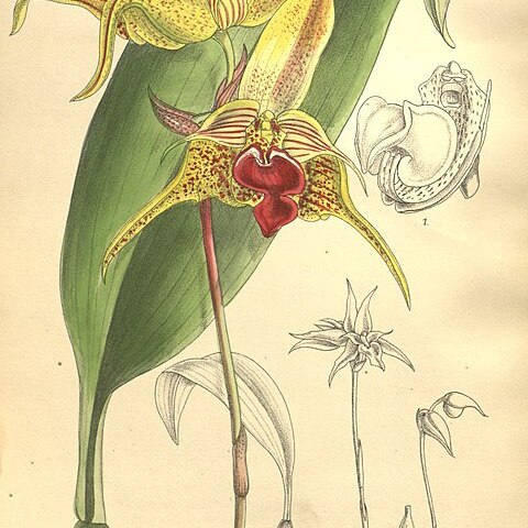 Bulbophyllum uniflorum unspecified picture