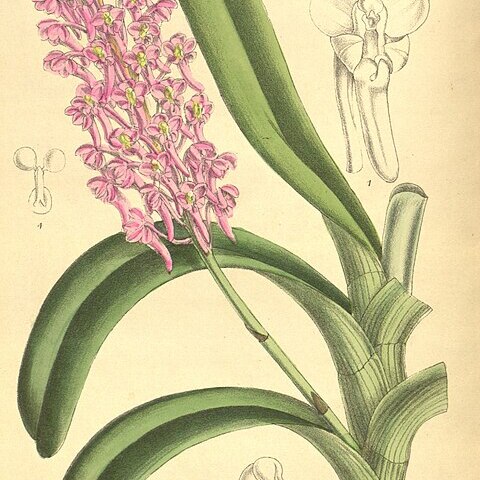 Aerides rubescens unspecified picture