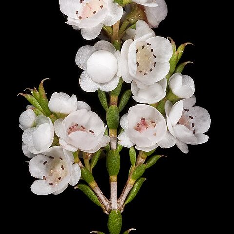 Thryptomene australis unspecified picture