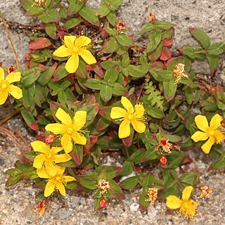 Hypericum senanense unspecified picture