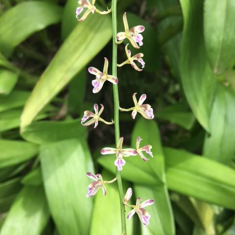 Acriopsis liliifolia unspecified picture