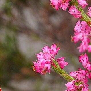 Erica corifolia unspecified picture