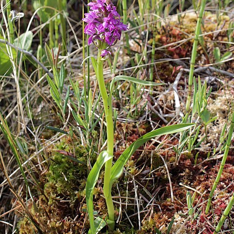 Dactylorhiza incarnata subsp. incarnata unspecified picture