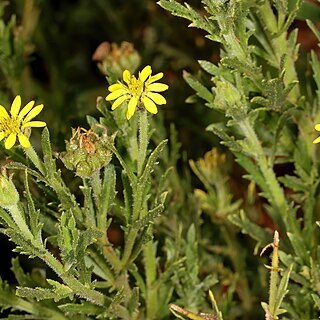 Osteospermum muricatum unspecified picture