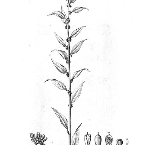 Herbstia brasiliana unspecified picture