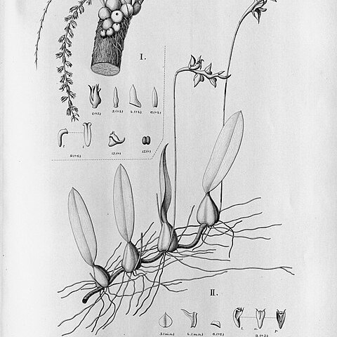 Bulbophyllum epiphytum unspecified picture