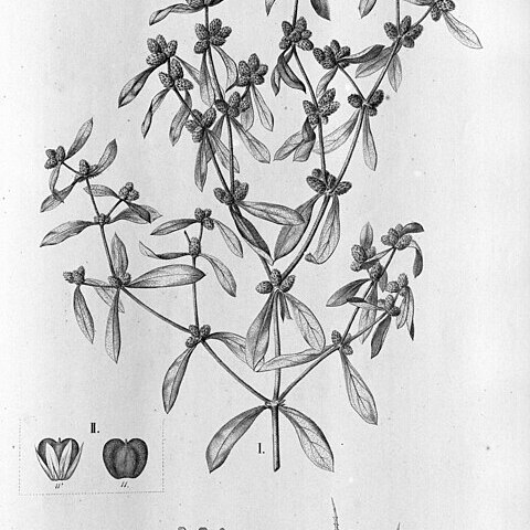 Alternanthera albida unspecified picture