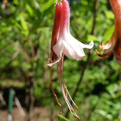 Azalea alabamensis unspecified picture