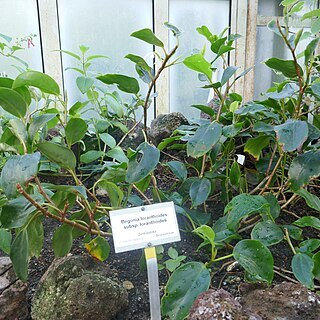 Begonia loranthoides unspecified picture