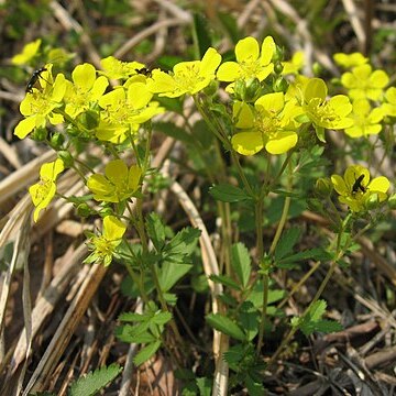 Potentilla freyniana unspecified picture