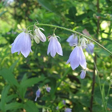 Adenophora divaricata unspecified picture