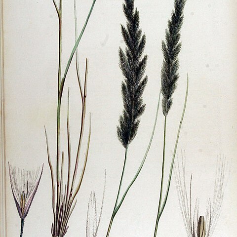 Calamagrostis pseudophragmites unspecified picture