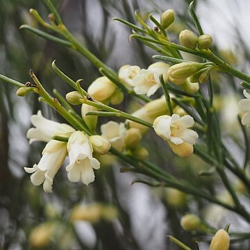 Eremophila interstans unspecified picture