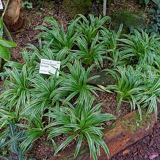 Chlorophytum laxum unspecified picture