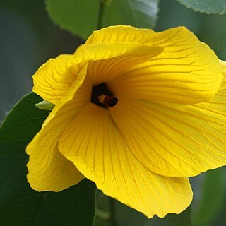 Hibiscus grandiflorus unspecified picture