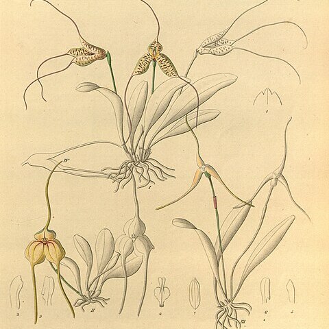 Masdevallia wageneriana unspecified picture