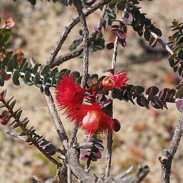 Verticordia etheliana unspecified picture