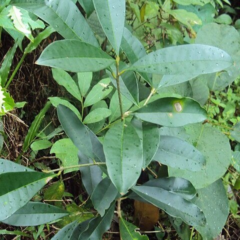 Chionanthus mala-elengi unspecified picture